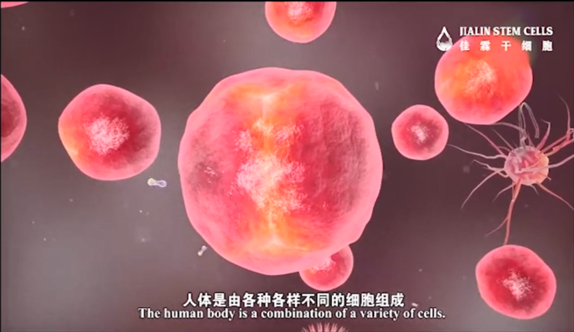 神奇的干细胞（篇章一）